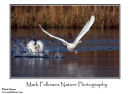 Mute swan Cygnus olor